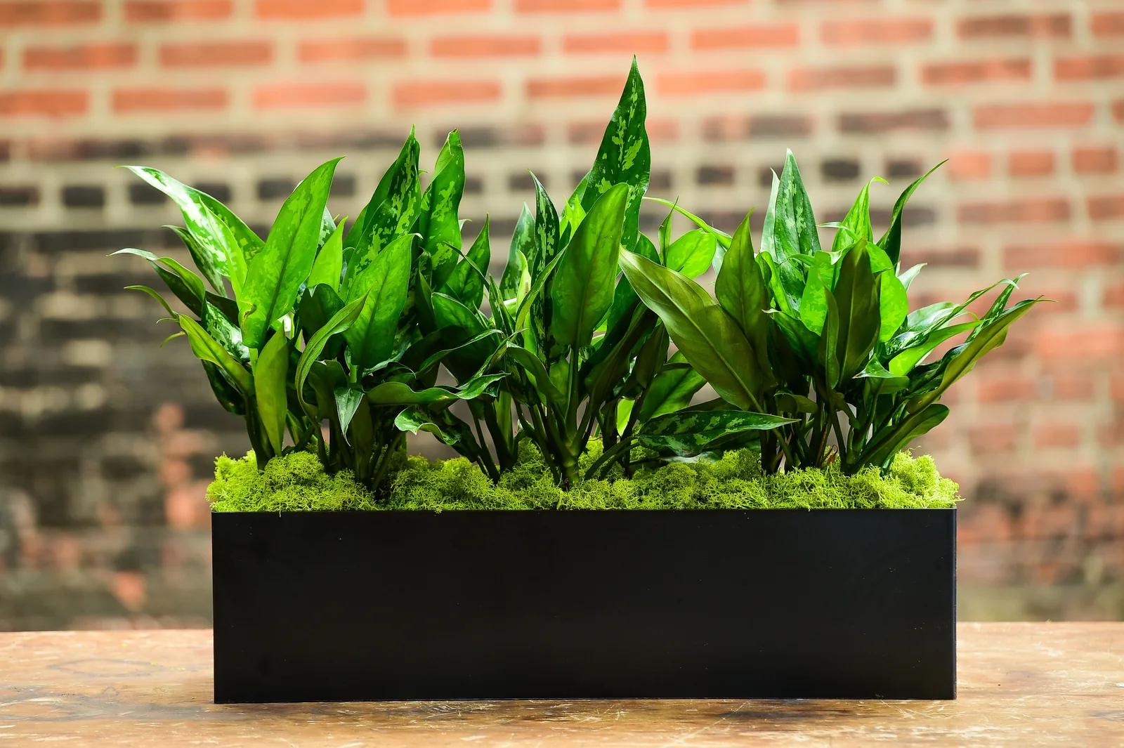 Midtown executive floor by The Foliage Co